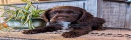 Cocker Spaniel dogs for sale: Holly - Ad 2