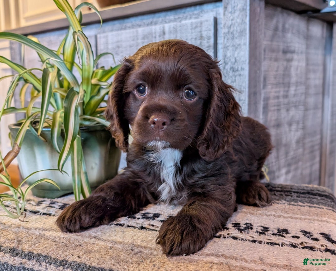 Cocker Spaniel dogs for sale: Holly - Ad 2