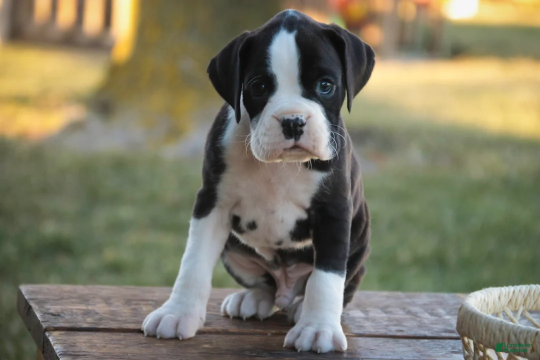 Boxer dogs for sale: Jasper - Ad 1