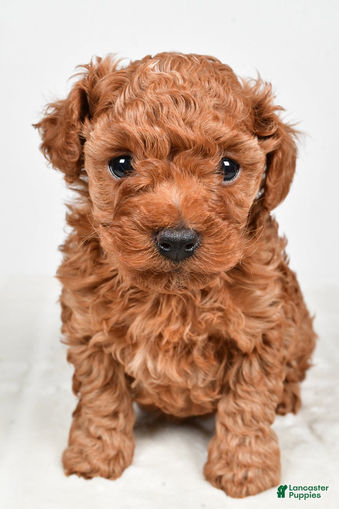 Miniature Poodle dogs for sale: Brady - Ad 5