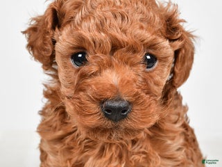 Miniature Poodle dogs Brady - Ad 38