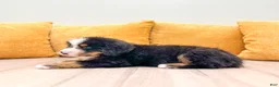 Bernese Mountain Dog dogs for sale: Zeke - Ad 3
