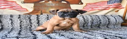 Boxer dogs for sale: Blessing - Ad 1