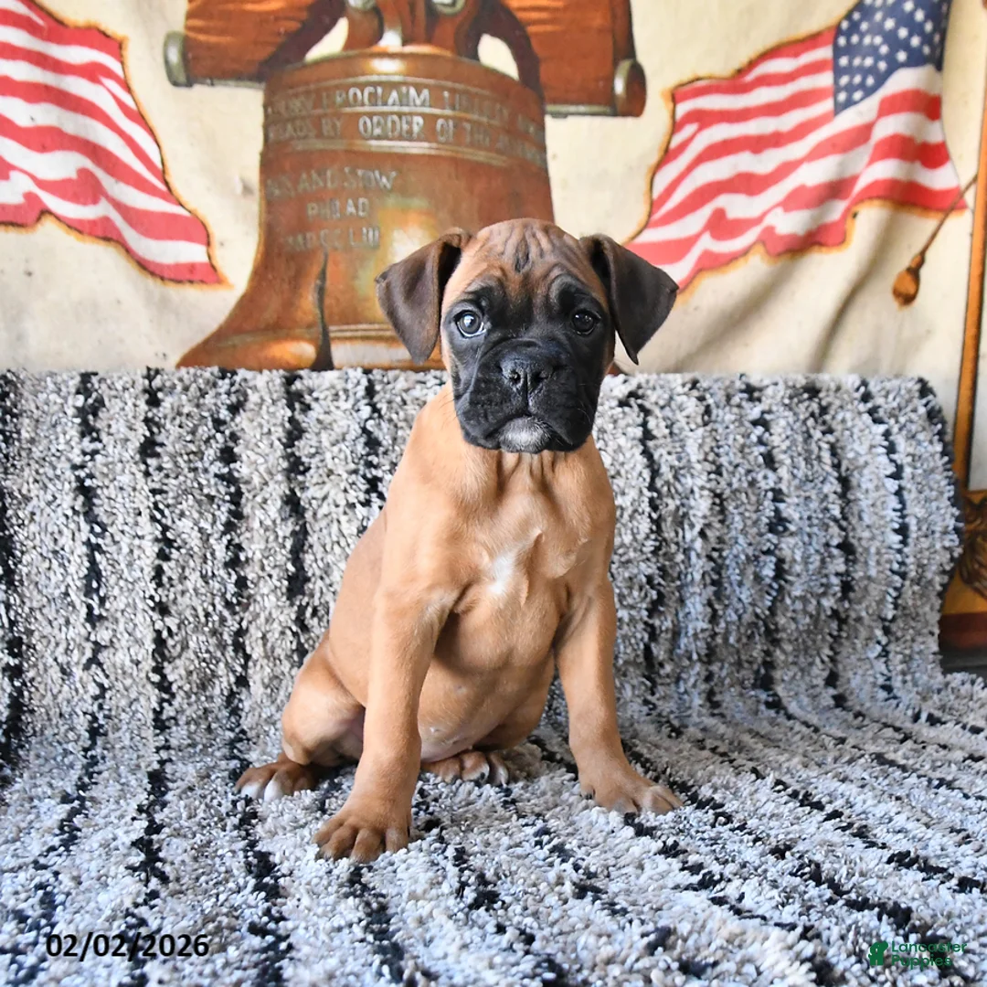 Boxer dogs for sale: Blessing - Ad 1