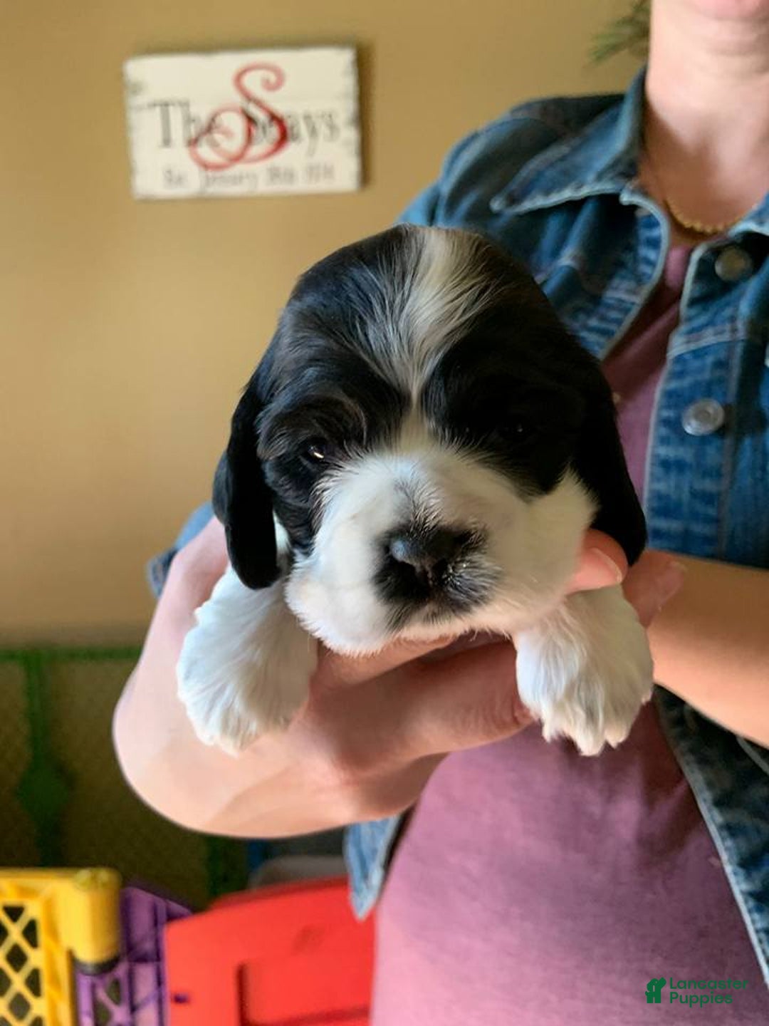 Gallery Image {{count}}