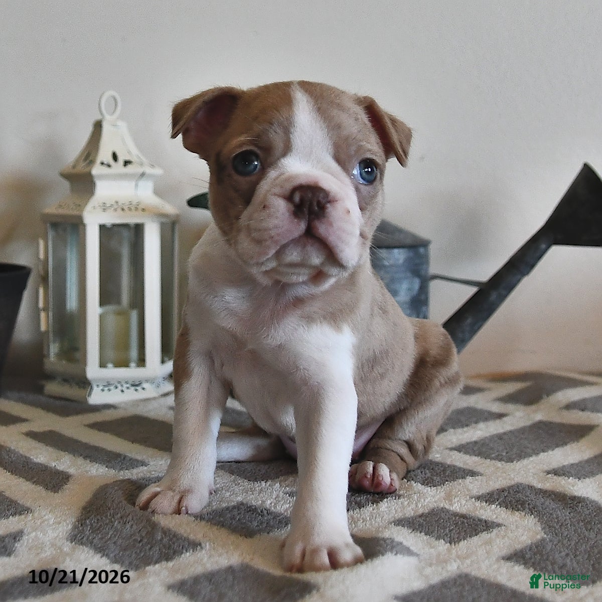 Boston Terrier dogs for sale: Brenda  - Ad 2