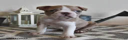 Boston Terrier dogs for sale: Brenda  - Ad 2