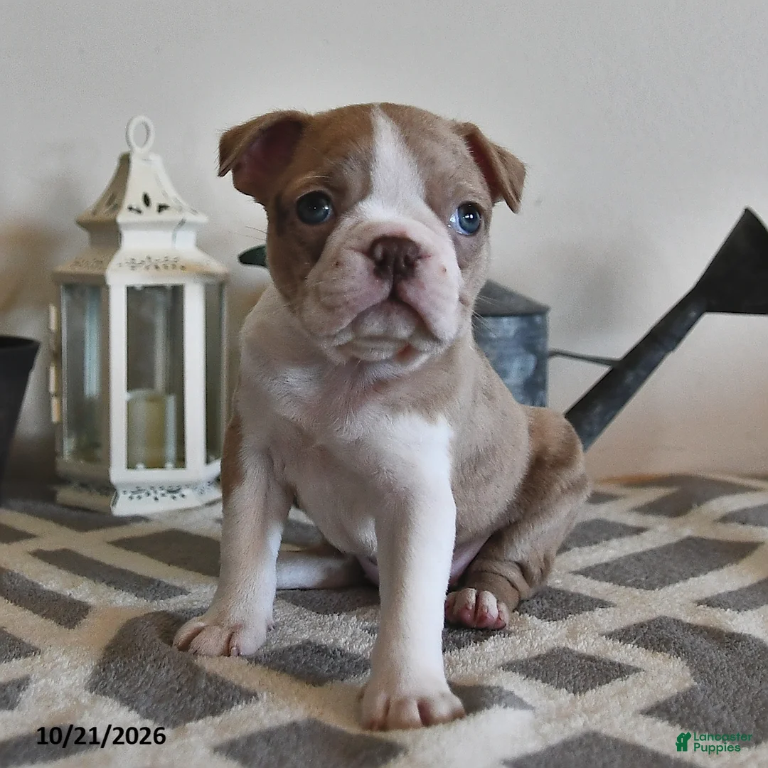 Boston Terrier dogs for sale: Brenda  - Ad 2