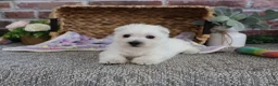 West Highland Terrier dogs for sale: Delight - Ad 12