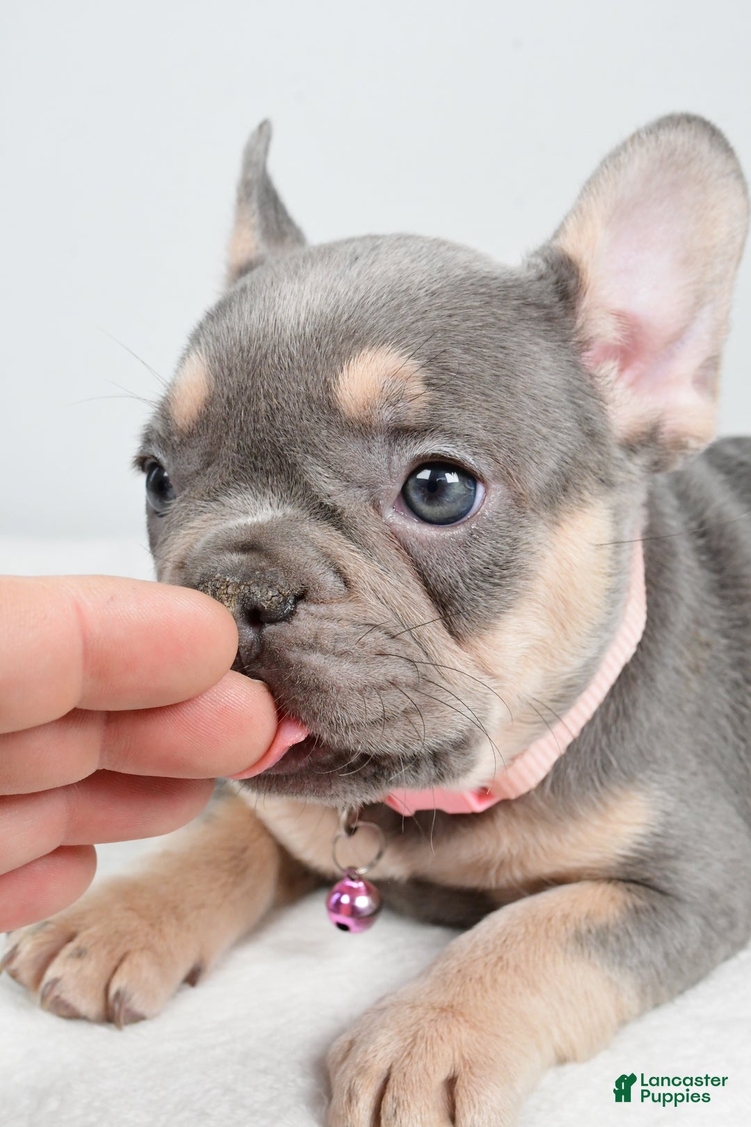 French Bulldog dogs for sale: Kelly - Ad 9