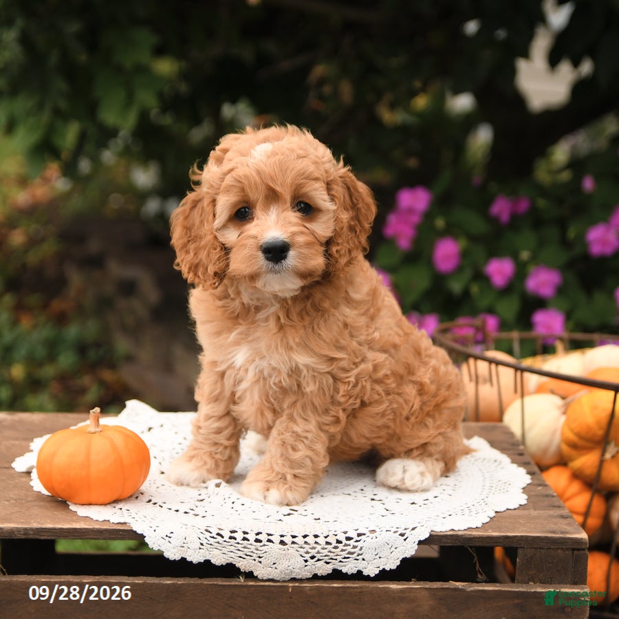 Twinkle, Cockapoo