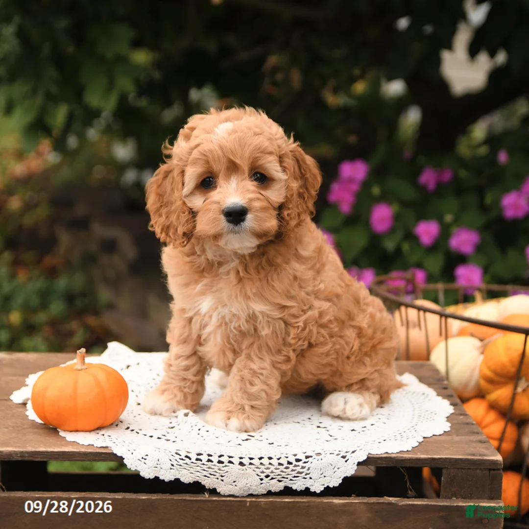 Cockapoo dogs for sale: Twinkle - Ad 1