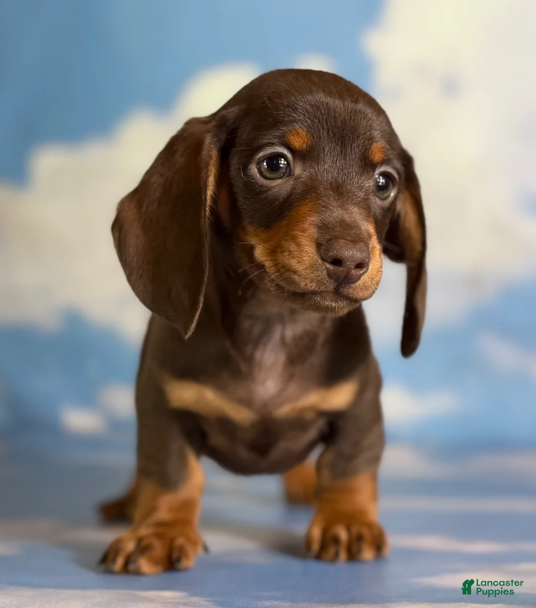 Miniature Dachshund dogs for sale: AKC Rolo SH DNA clear LH Carrier  - Ad 2