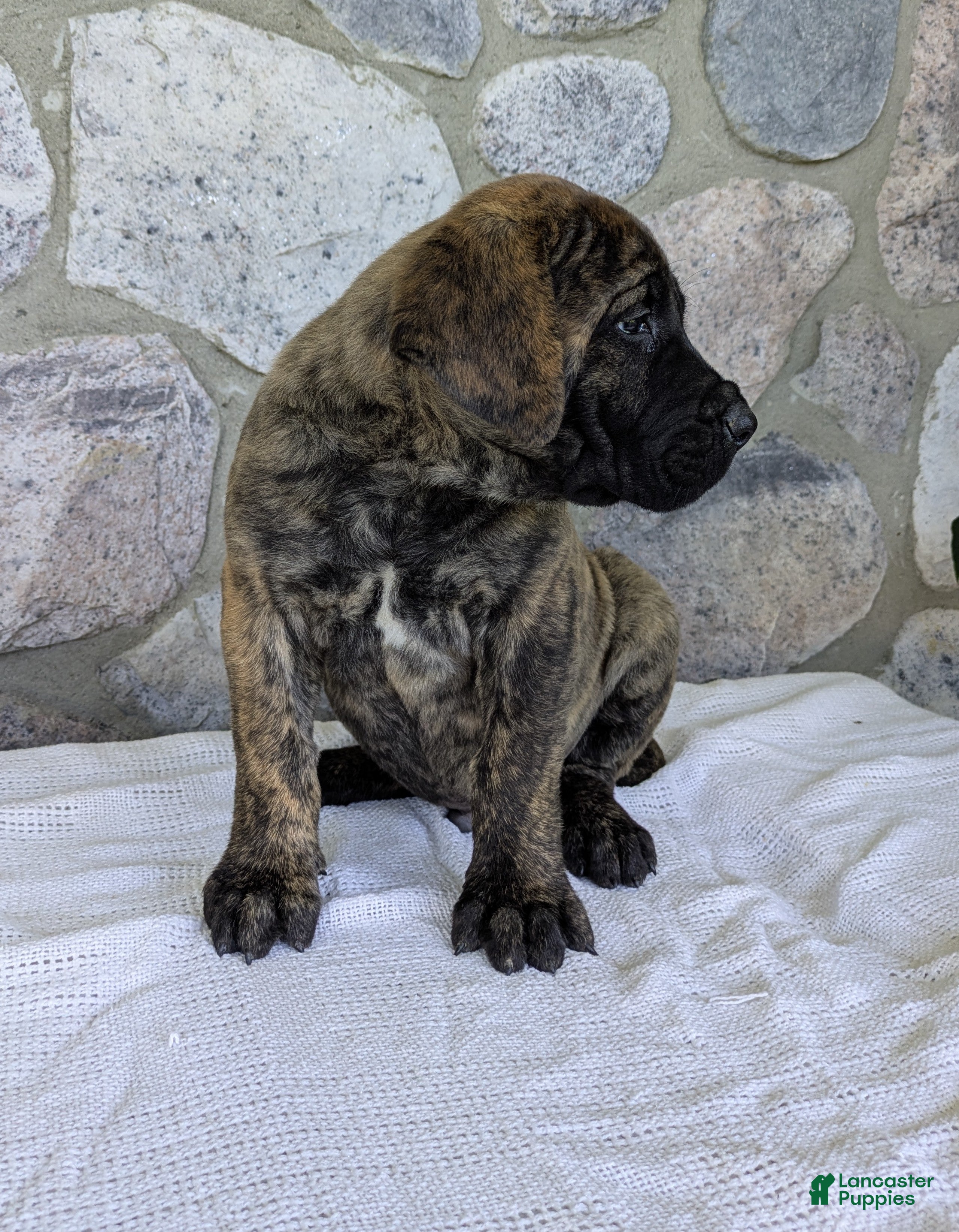 English Mastiff dogs for sale: Marlon - Ad 2