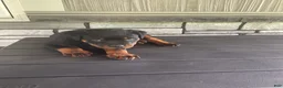 Rottweiler dogs for sale: Rottweiler 1 - Ad 7