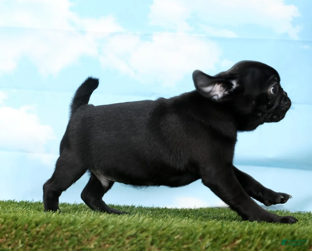 Pug dogs for sale: Zen - Ad 2