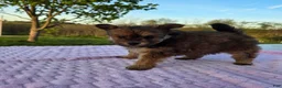 Pomapoo dogs for sale: Latte - Ad 9
