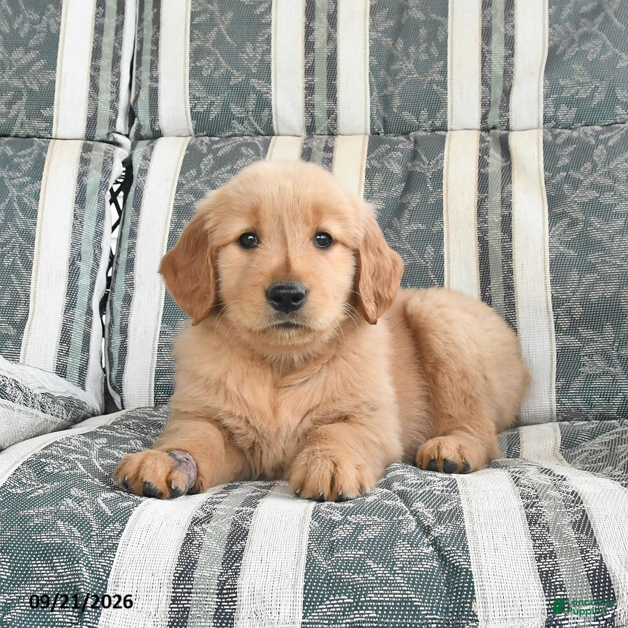 Golden Retriever dogs Alaina - Ad 2