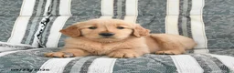 Golden Retriever dogs for sale: Alaina - Ad 2
