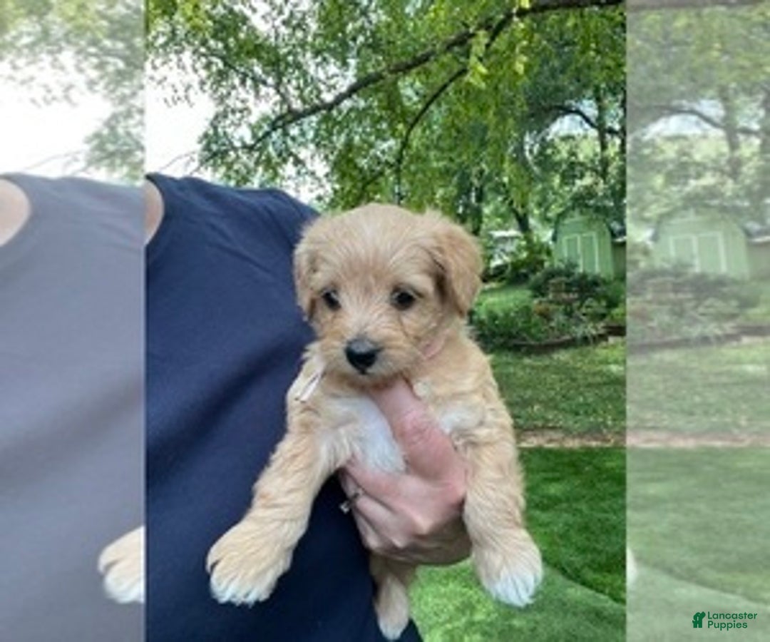 Gallery Image {{count}}