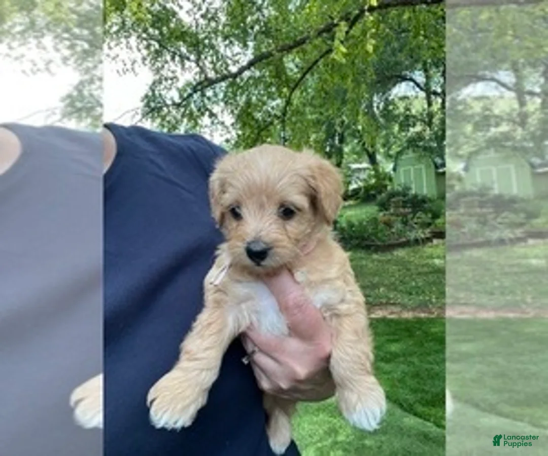 Gallery Image {{count}}