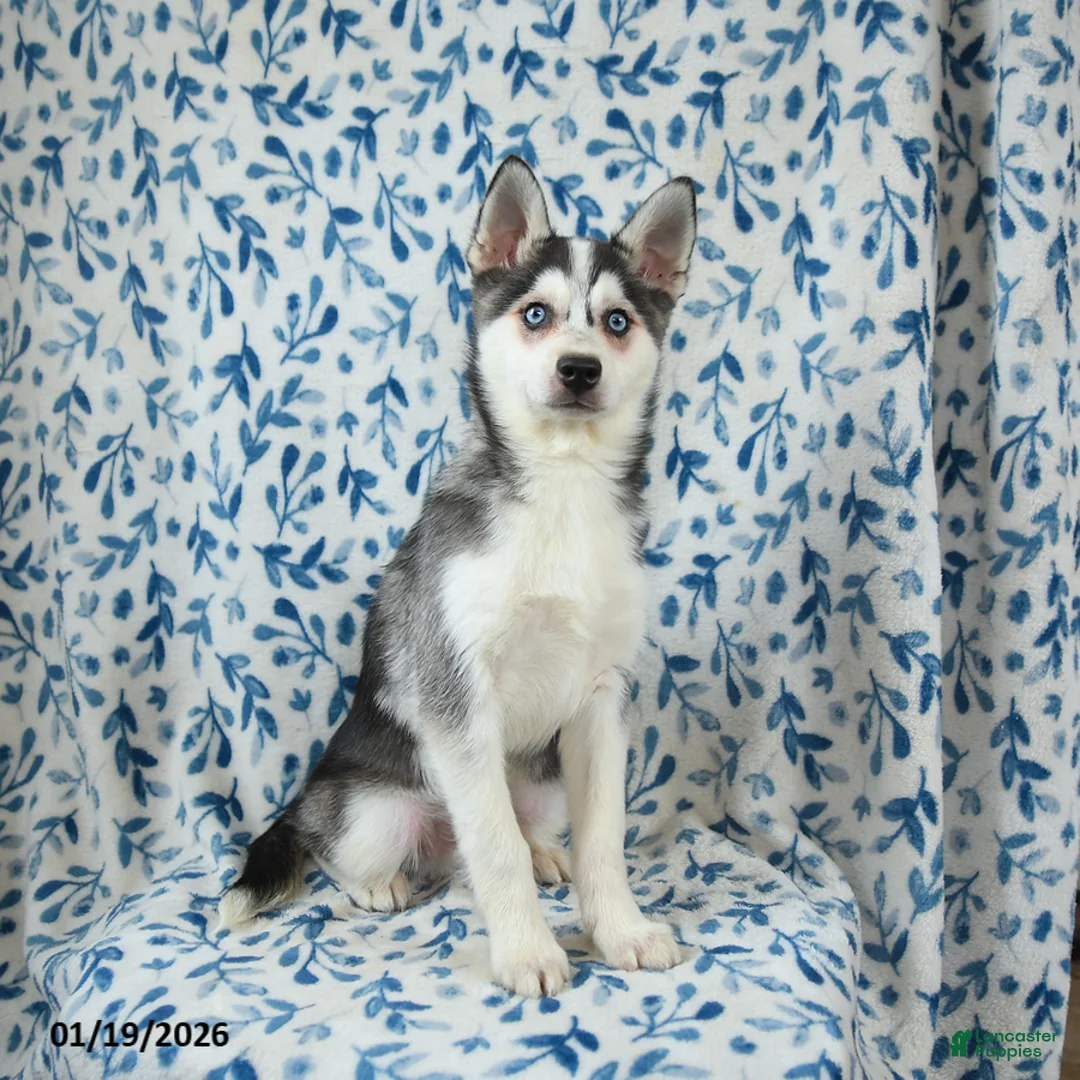 Alaskan Klee Kai dogs for sale: Storm   - Ad 2