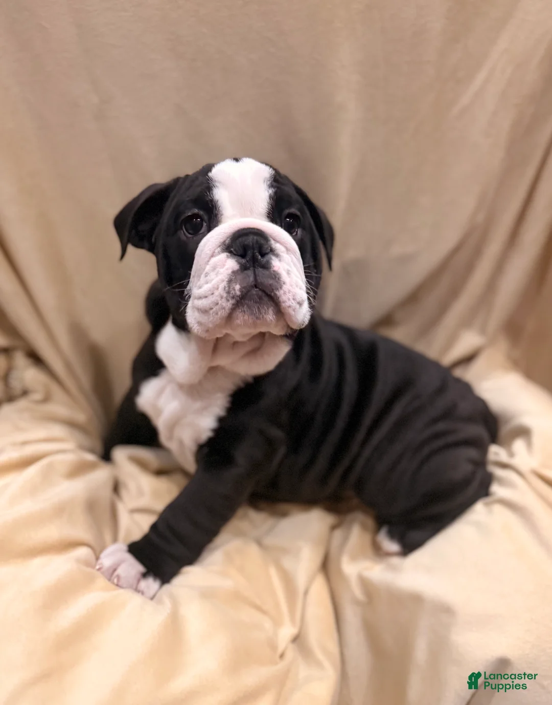 English Bulldog dogs for sale: Cindy Lou  - Ad 6