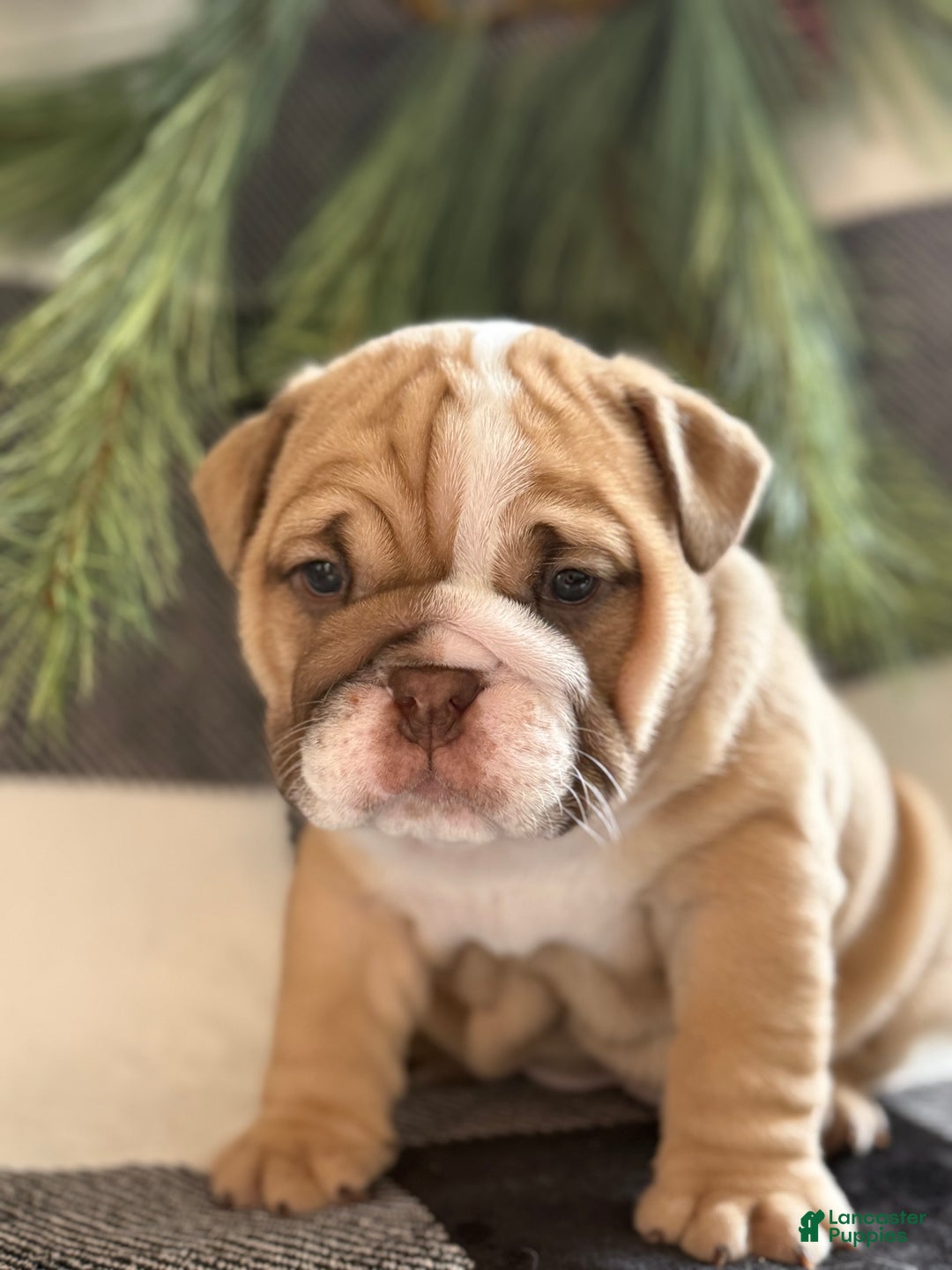 English Bulldog dogs for sale: Gracie - Ad 4