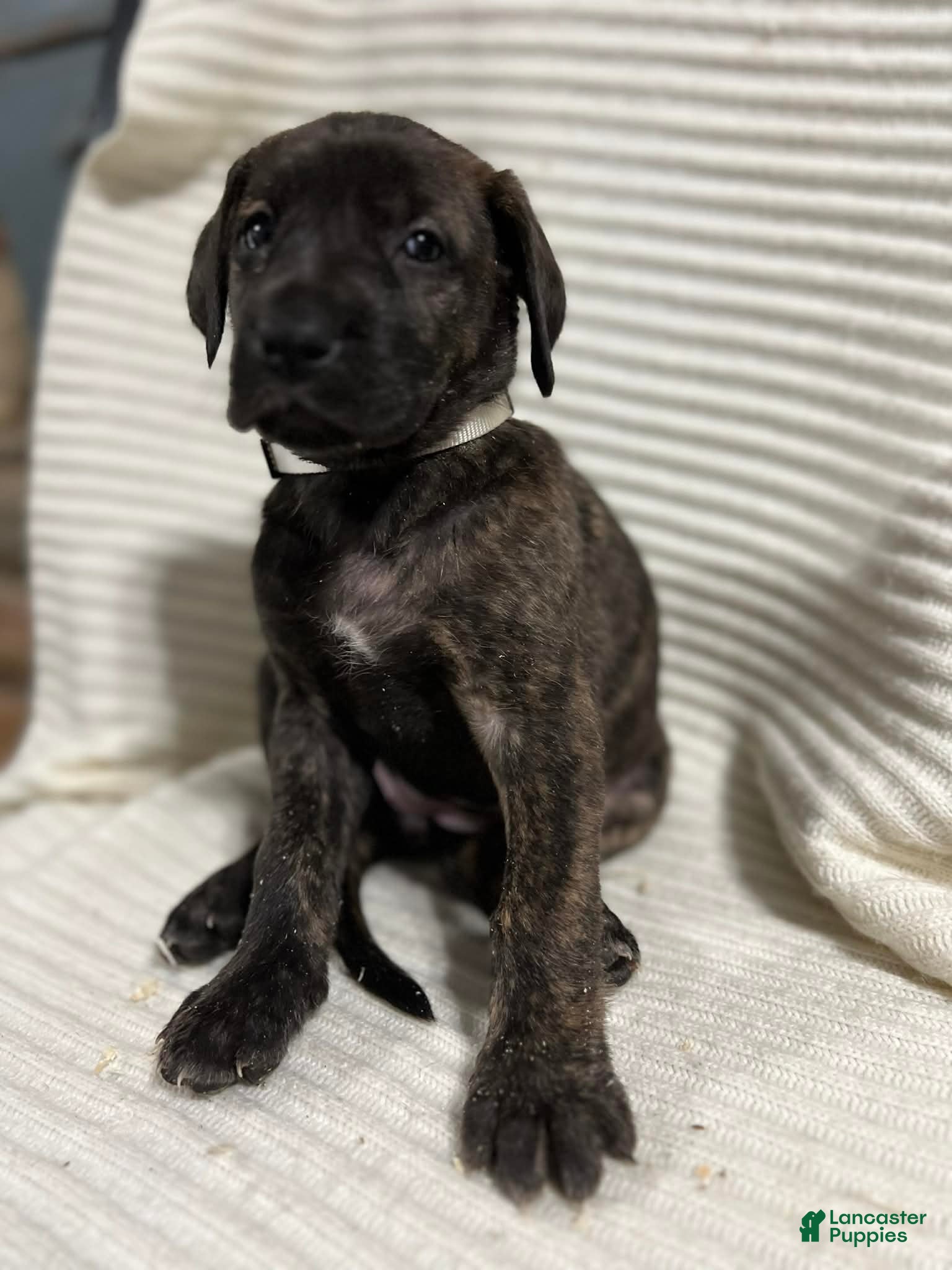 Mixed Breed dogs Princess - Ad 2