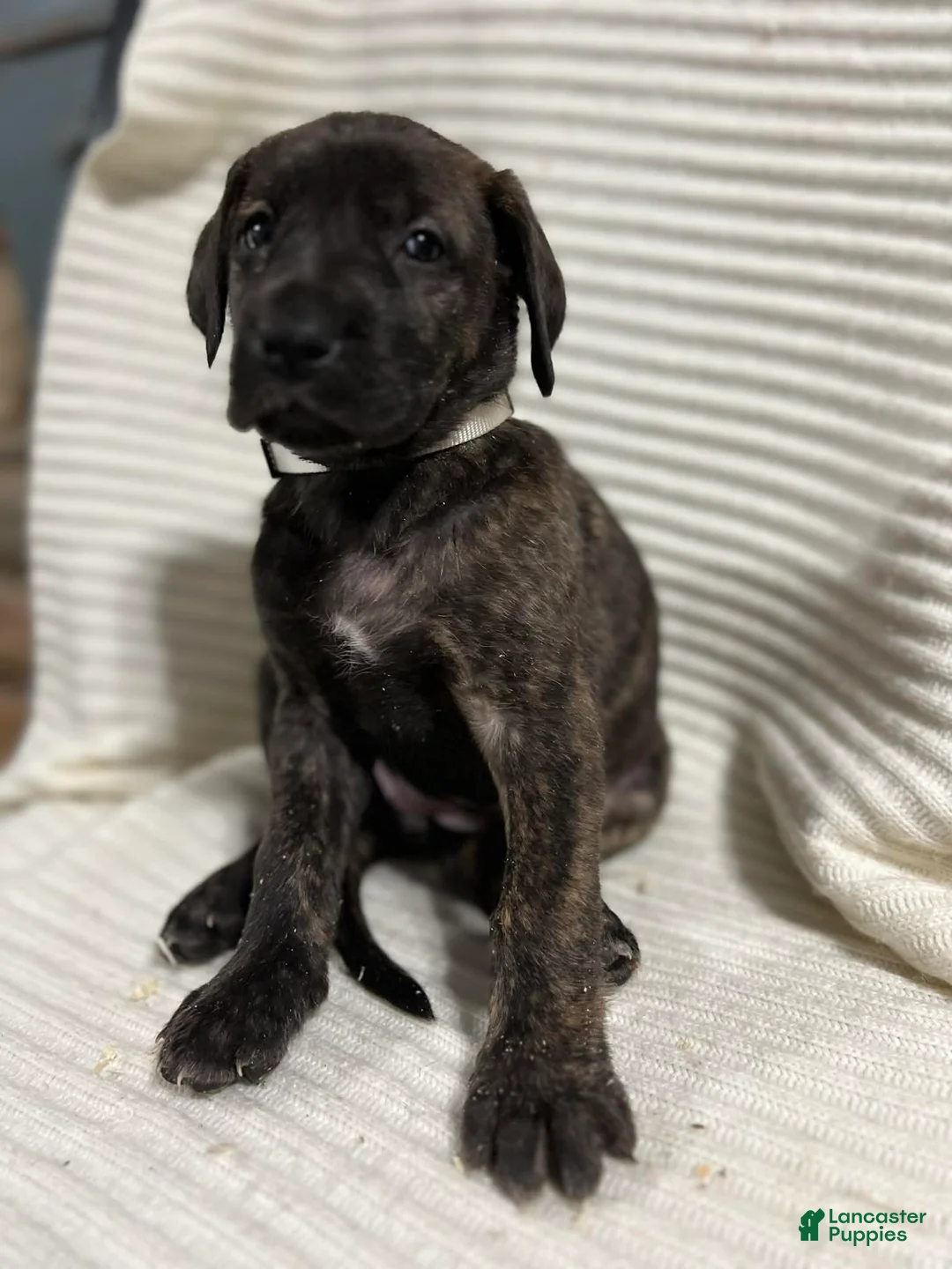 Mixed Breed dogs for sale: Princess - Ad 2