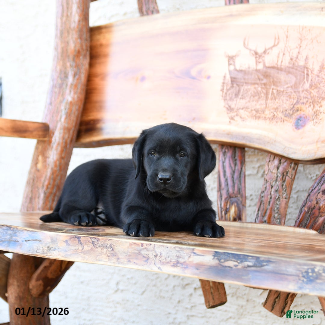 Labrador Retriever dogs for sale: Zootopia - Ad 5