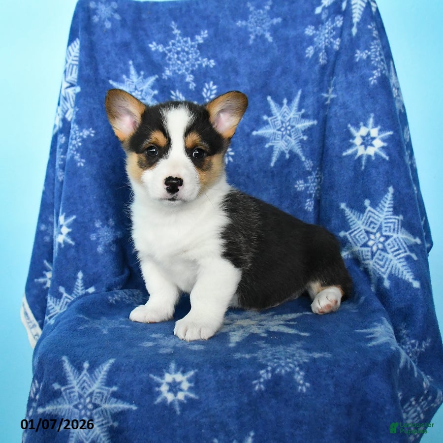 Welsh Corgi Pembroke dogs Tootsie - Ad 3