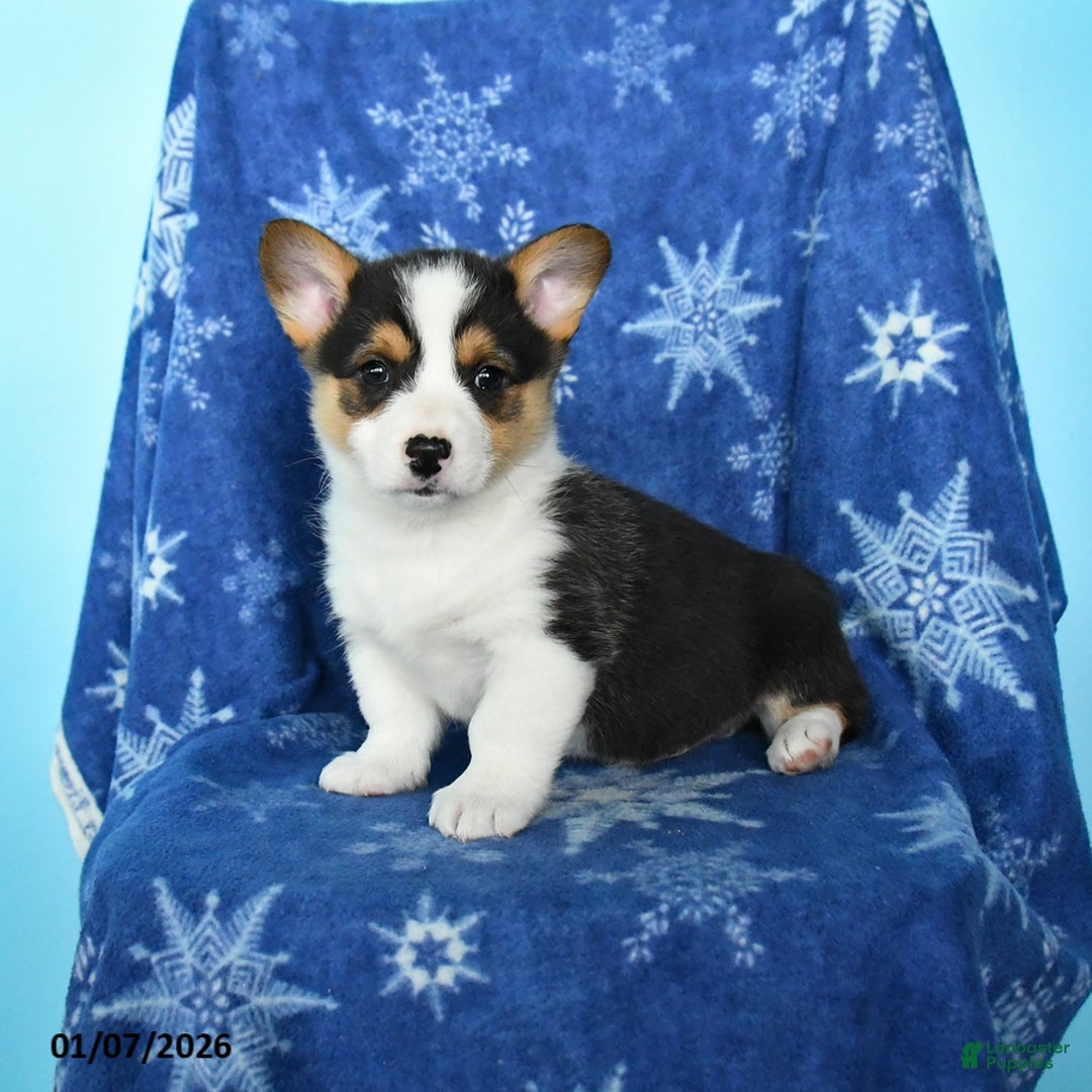Welsh Corgi Pembroke dogs for sale: Tootsie - Ad 1