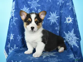 Welsh Corgi Pembroke dogs Tootsie - Ad 5