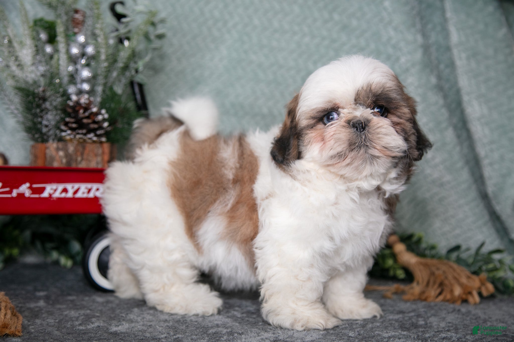 Shih Tzu dogs Lori - Ad 14