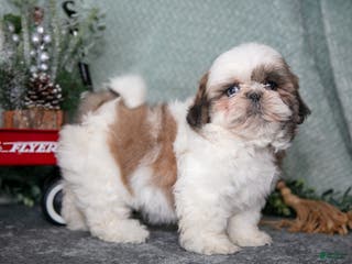 Shih Tzu dogs Lori - Ad 14