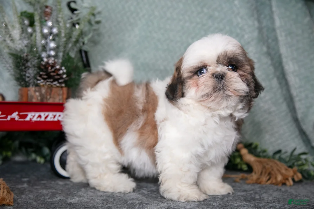 Shih Tzu dogs for sale: Lori - Ad 1
