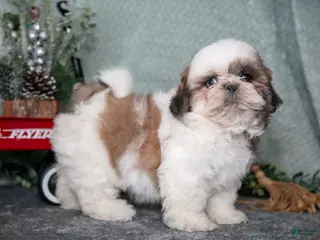 Shih Tzu dogs Lori - Ad 36