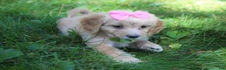 Mini Goldendoodle dogs for sale: Dolly 🎀 - Ad 7