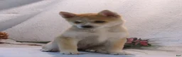 Pomsky dogs for sale: Bella - Ad 8