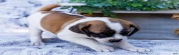 Puggle dogs for sale: Twinkle - Ad 4