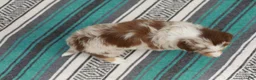 Australian Shepherd dogs for sale: Tina - Ad 7