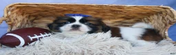 Shih Tzu dogs for sale: REX - Ad 2