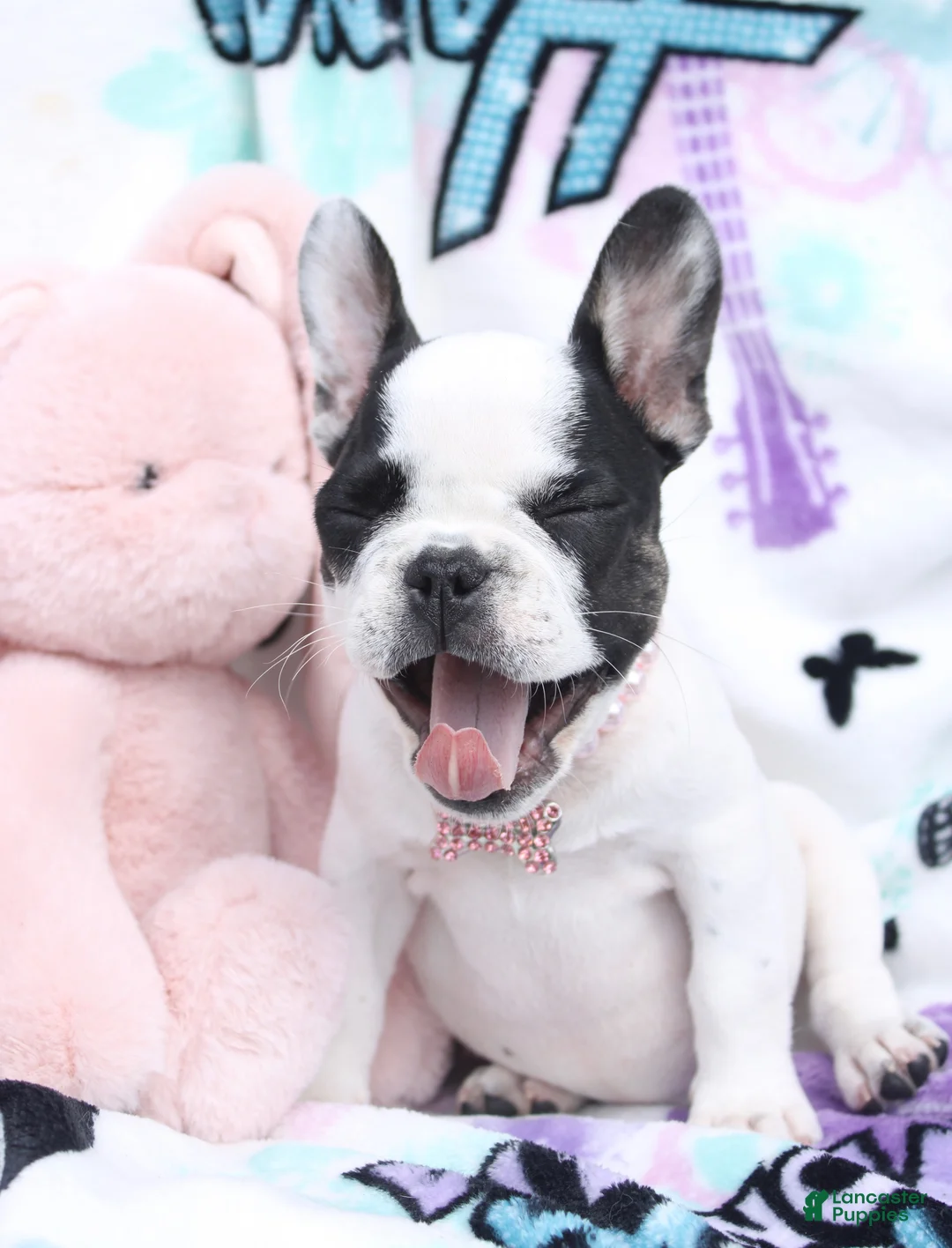 French Bulldog dogs for sale: Miley - Ad 2