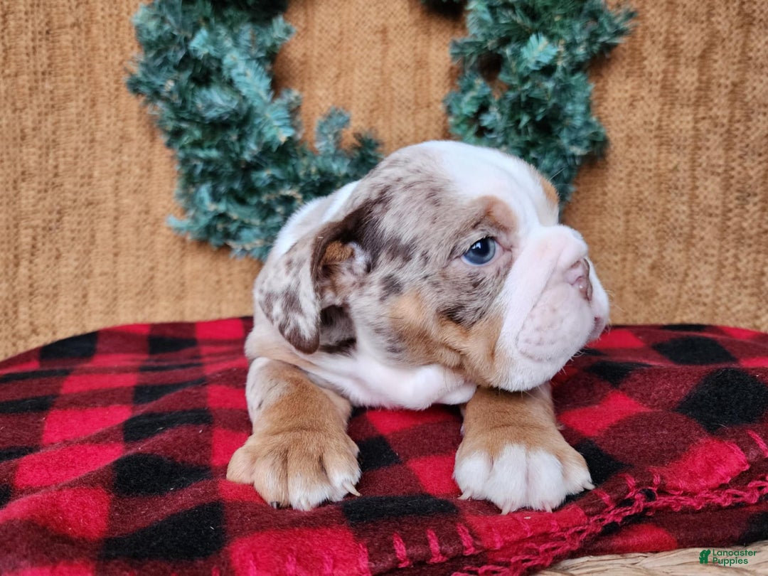 English Bulldog dogs for sale: Fletch - Ad 9