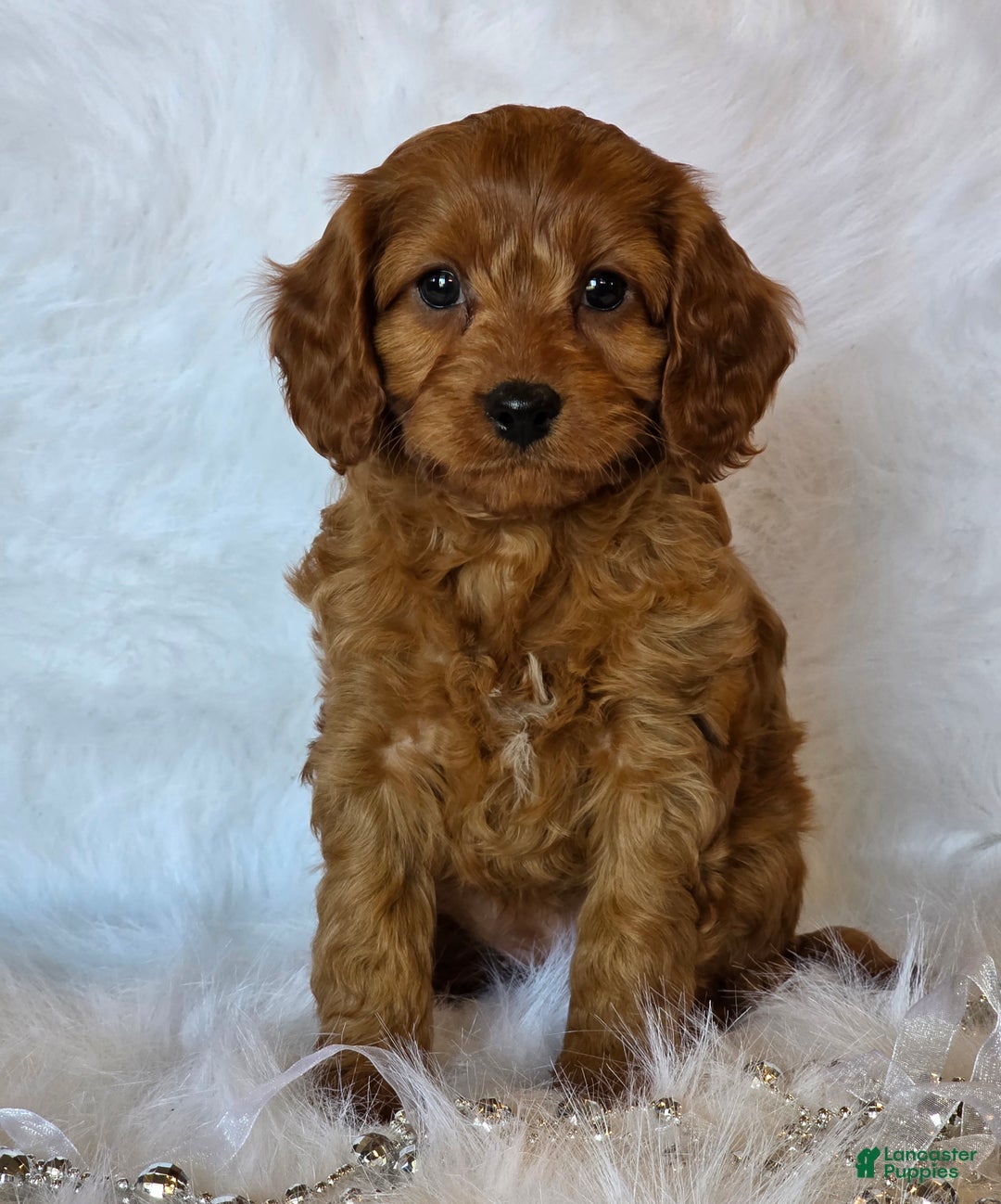 Cavapoo dogs for sale: Taylor - Ad 1