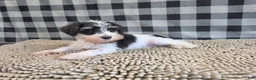 Miniature Schnauzer dogs for sale: Sidney - Ad 7