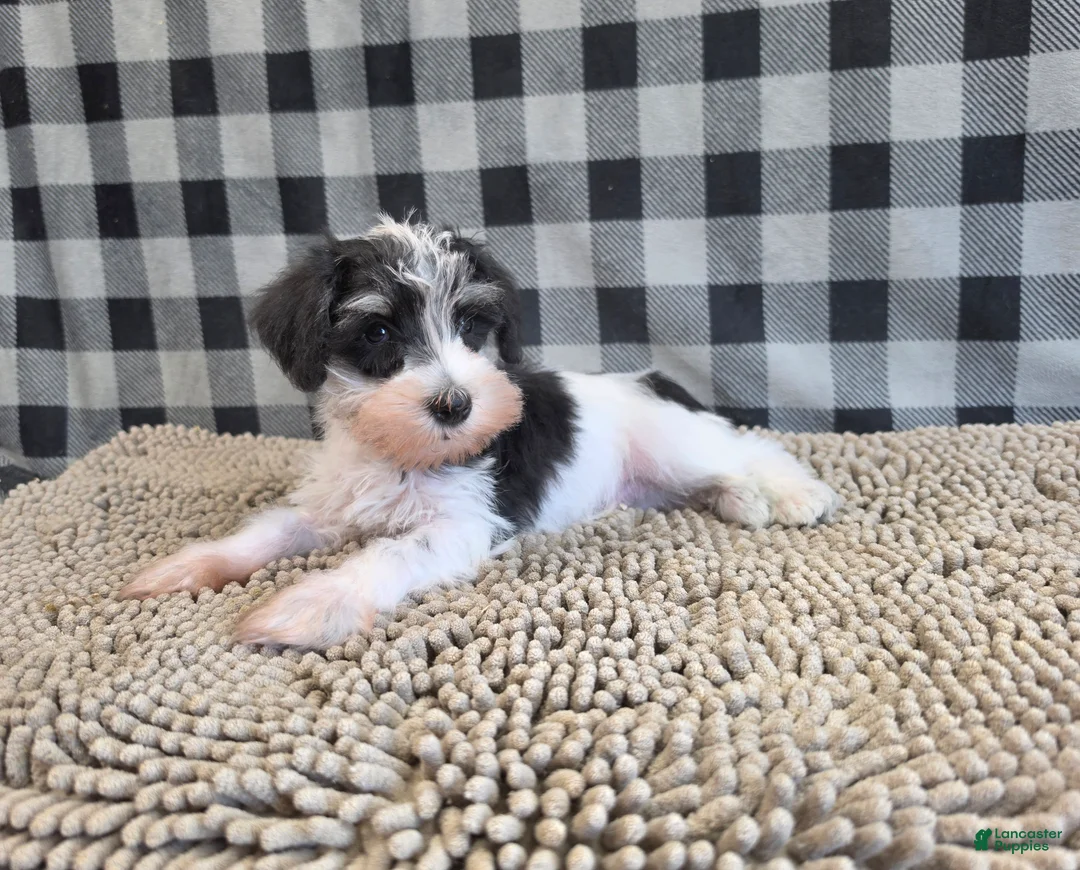 Miniature Schnauzer dogs for sale: Sidney - Ad 7