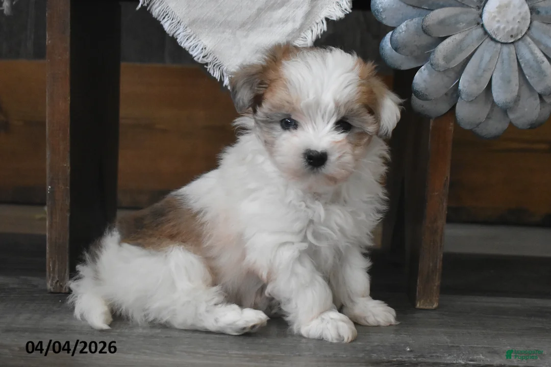 Maltipoo dogs for sale: Olivia - Ad 5
