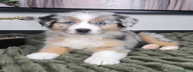 Mini aussie 